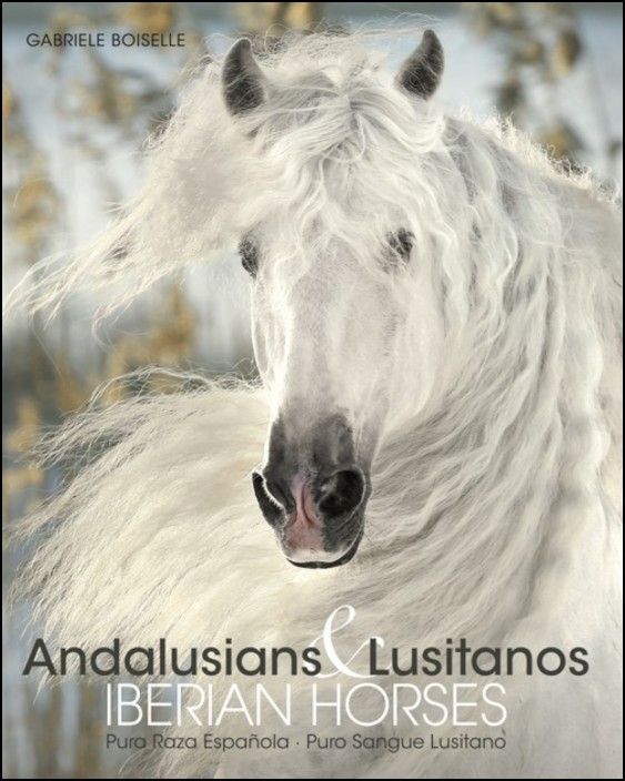 Iberian Horses - Andalusians & Lusitanos
