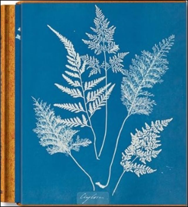 Anna Atkins - Cyanotypes - Edition Multilingue