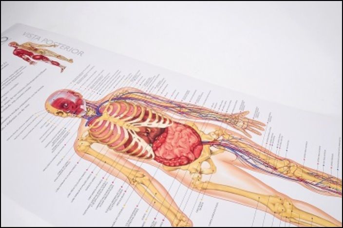 Descobre o Corpo Humano - Poster Pedagógico